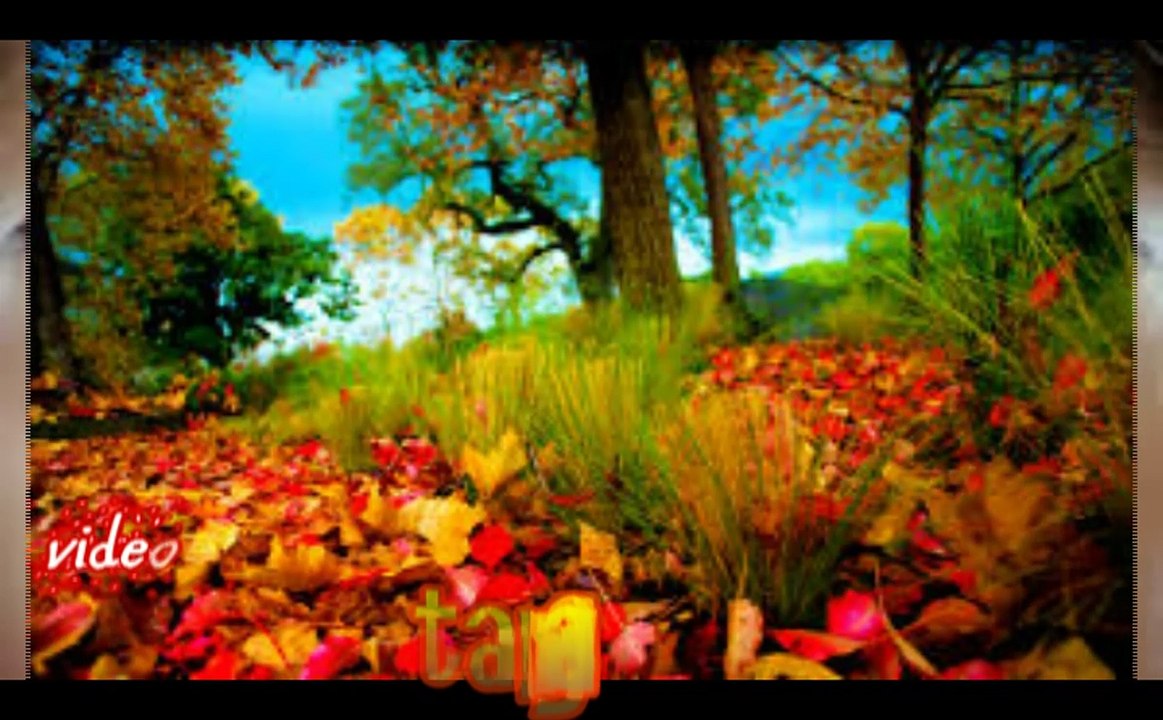 tanha sajid_x264