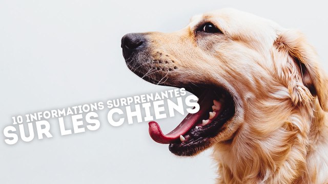 10 informations surprenantes sur les chiens - QUI L'EÛT CRU ?