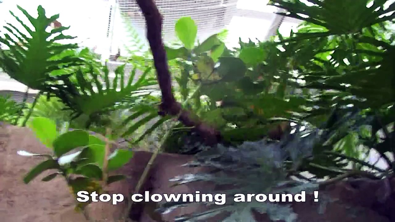 TARZAN (REMI GAILLARD)