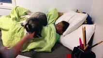 Un husky ne veut pas qu'on réveille un enfant