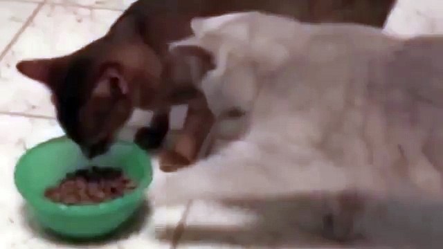 Наглый кот голодный не останется 3