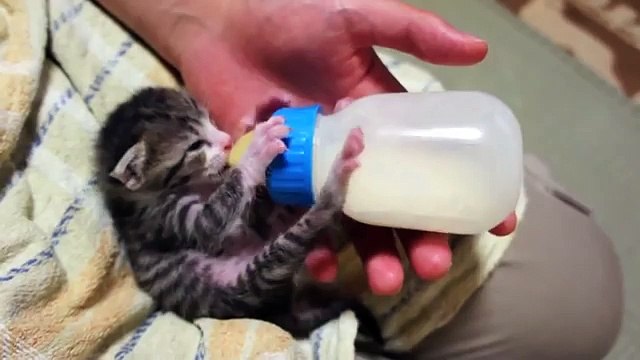 Очень милое создание! Потрясающее видео! Very cute kitten! Great video!