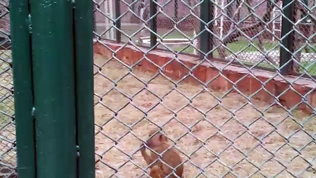 Baby Monkey and Mama