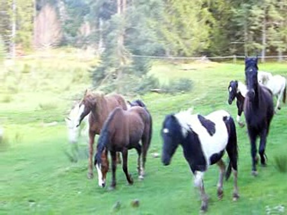 chevaus tous en selle