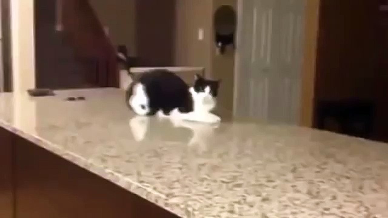 funny cat