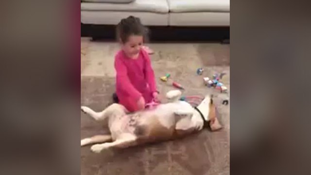 Une petite fille opère un chien