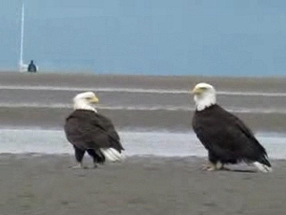 Wild Bald Eagle Mates Low Tide