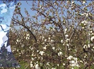 Vesti na vlaškom jeziku, 27. april 2016. (RTV Bor)