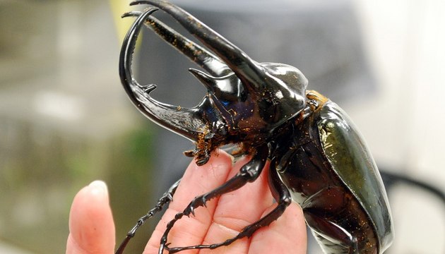 War of Insects ~ National Geographic Documentary