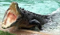 National Geographic Crocodile Ganglands Nat Geo Wild Documentary