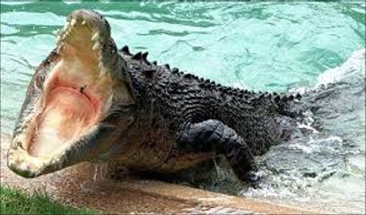 National Geographic Crocodile Ganglands Nat Geo Wild Documentary