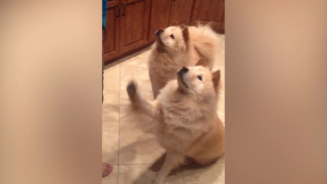 Fluffy Dogs Raise Their Paws When It's Their Turn For A Treat
