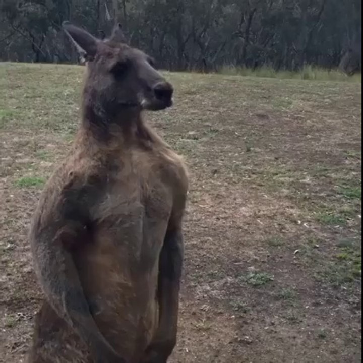 Kangaroo Fights His Own Reflection