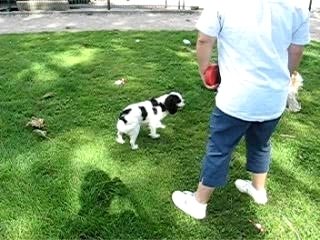 Va chercher la baballe !!