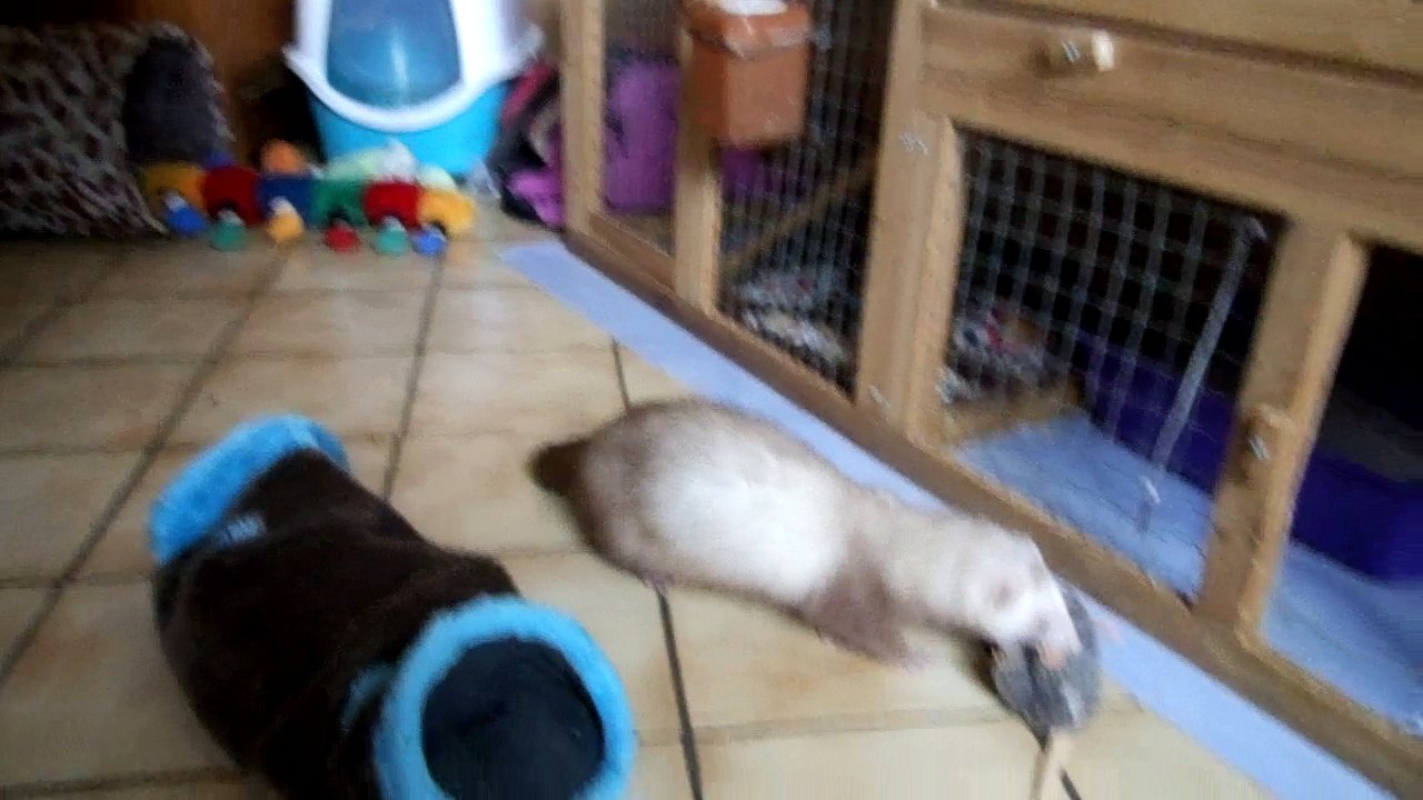 Malia furette à adopter