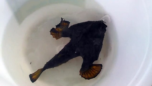 Cet animal étrange a été découvert dans le golfe du Mexique. Est-ce un poisson ou une grenouille ?