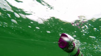 How Lures Swim: Shimano Pop Orca