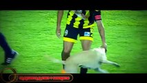 Un perro invadió el campo durante un juego del Deportivo Táchira en la Copa Libertadores