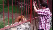 This woman rescued lion when he was a just cub and see the reaction