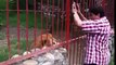 This woman rescued lion when he was a just cub and see the reaction