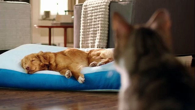 Самыи хитрыи кот Прикол с собакои и котом