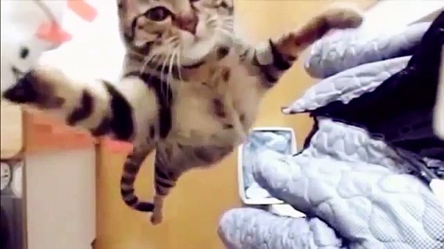 СМЕШНЫЕ КОТЫ ПРИКОЛЫ С КОТАМИ FUNNY CATS Fun with cats