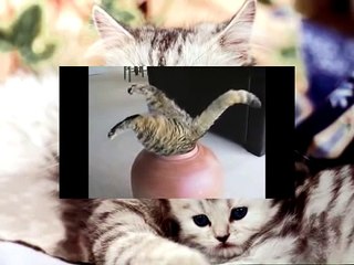 Толстые коты приколы