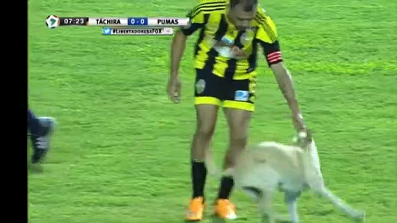 Quand un chien très joueur interrompt un match
