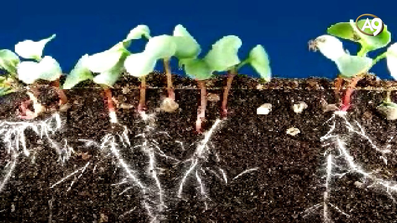 Life in the Soil