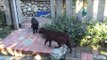 Funny 'Cat Stand-Off' Found in LA Garden