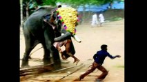 Biggest wild animal fights,CRAZIEST Animals Attack Caught On Camera,Elephant Attacks – Donna