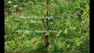 Do You Like Trees......   About a Proven Real Winner   The Dawn Redwood Tree
