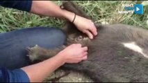 Animal Shelter Employee Delivers Baby Wombat and Completes the Circle of Life