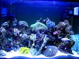 20 gallon reef tank