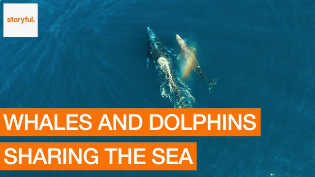 Drone Captures Whales and Dolphins Off Pacific Coast