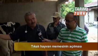 Bilgi Saati Tikali Hayvan Memesinin Acilmasi Meme Tikali Inek Memesi