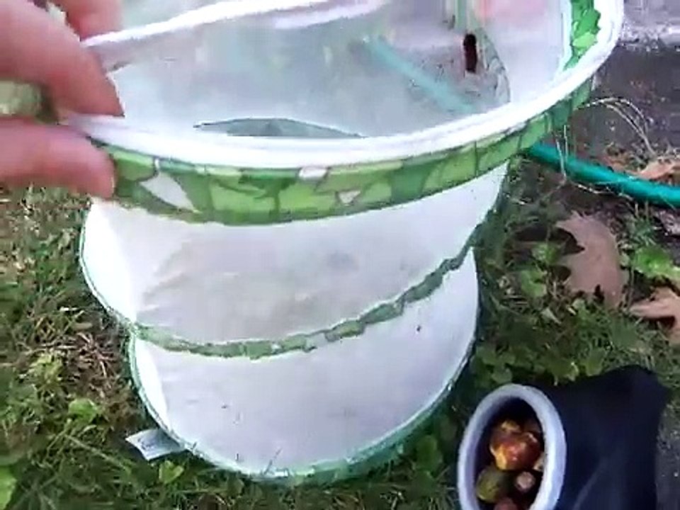 Wolly Bear Catepillars How to care for them Woolly Bear, Isabella Tiger Moth