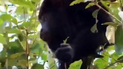 Animal monde ♦ ♦ ours polaires overs de la faune du monde