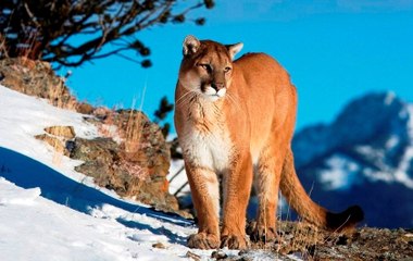 Jardins do Éden: Patagônia [Dublado] Documentário [HD]