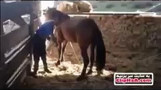 Horse pushing.  aahhaaa