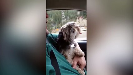 Singing Dog Is The Best Road Trip Companion