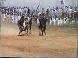 Ox (Bull) Race at Rawat (Organized by Ch. Intikhab) Pt -1 Uploaded by Ishtiaq Aziz