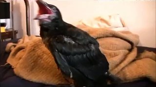 Pet Baby Ravens are loud ..Peter Caine Animal training
