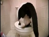 19 funny cats, смешные кошки - кот после облегчения шлепнулся в унитаз)