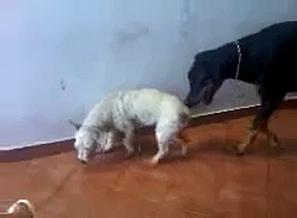 best Animals Having Fun Breeding Reproducing Dogs Mating ~ Best Funny Animals