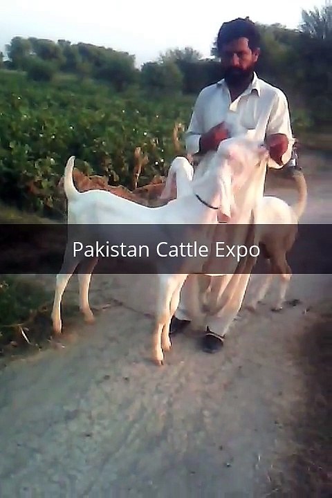 RajanPuri Goats - Bakra Eid in Pakistan