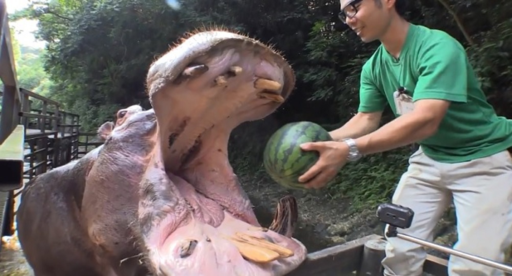 Des hippopotames explosent des pastèques avec leur énorme bouche