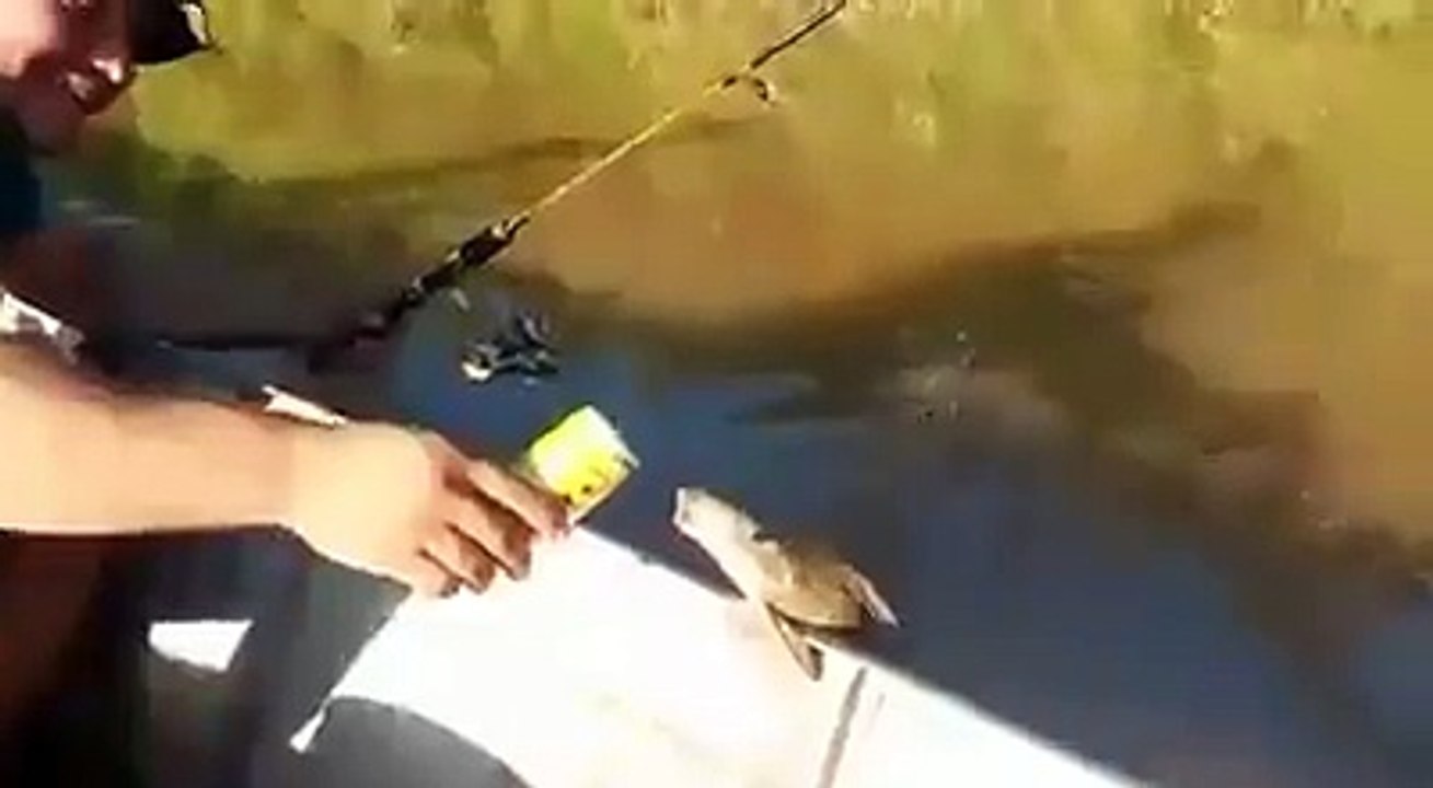 Fish drinking cold drinks