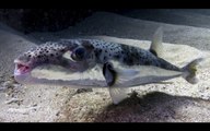 Bellissimo pesce palla ma è letale