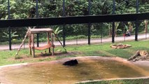 Un ours s'éclate dans un bassin après des années de maltraitance